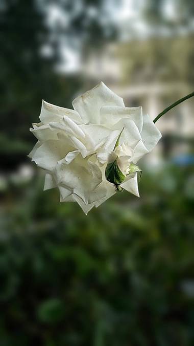 Cr93734 en Hamelin: Flora  (Ciudad de Buenos Aires), Rosa × alba, más comúnmente conocida como rosa blanca, es el nombre colectivo para una especie híbrida...