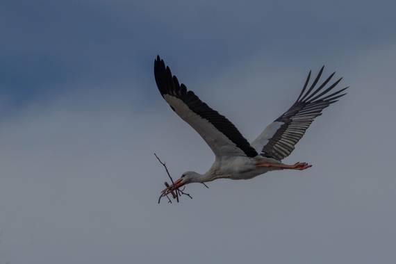Mónica del Monte en Hamelin: Fauna  (Madrid), #aves21 