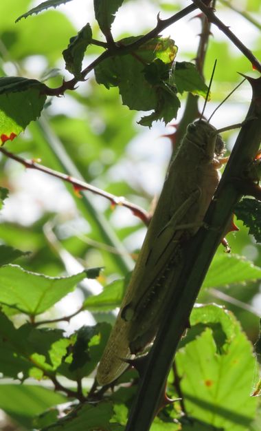 Solerantonio2 en Hamelin: Fauna  (Sorbas), Insecto