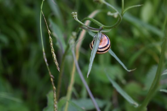 Solerantonio2 en Hamelin: Fauna  (Cangas de Onís), Caracol