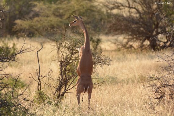 César Gil en Hamelin: Fauna  (Samburu), Litocranius walleri (Brooke, 1879), Un gerenuk se yergue sobre sus patas traseras adoptando una de sus posturas típ...
