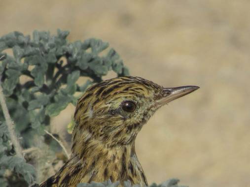 Montserrat en Hamelin: Fauna  (Algarrobo), Anthus correndera Vieillot, 1818, Bailarín chico 