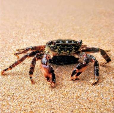Creandoaficiones en Hamelin: Fauna, Cangrejo