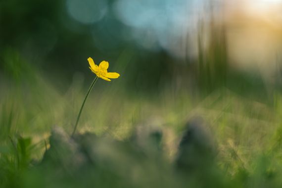 Antonio Jesús Palma Aranda en Hamelin: Flora  (Lora del Río), Planta del género Ranunculus. No se exactamente qué especie ya que hay varias muy parecidas y...