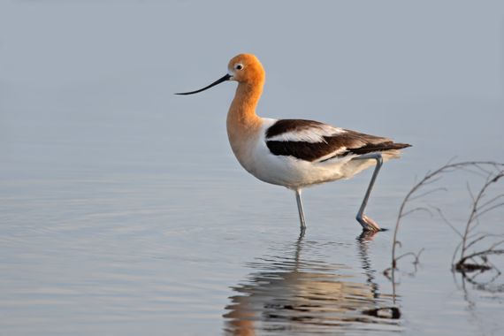 Ignicapillus en Hamelin: Fauna  (Aitkin County), Recurvirostra americana J.F.Gmelin, 1789, Avoceta americana

Aunque tiene alguna poblaciones sendentarias ...