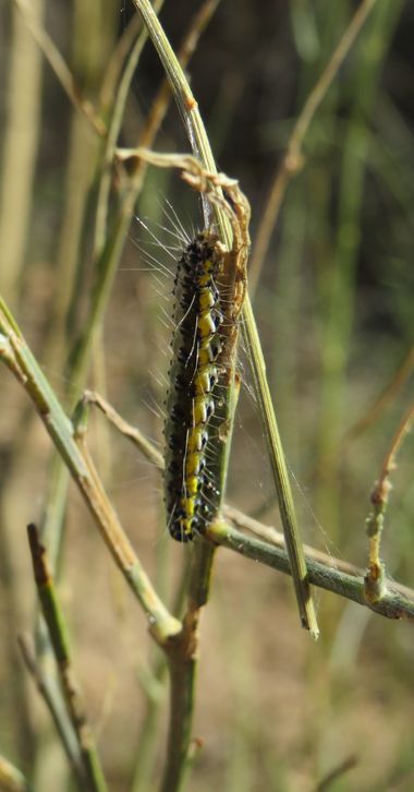 Solerantonio2 en Hamelin: Fauna  (Almería), Oruga