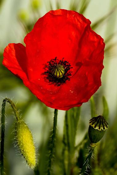 Mistela17 en Hamelin: Flora  (Palencia), Papaver rhoeas, #flora21 
