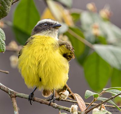 Pabloalbertopaez en Hamelin: Fauna  (Paushiyacu), Myiozetetes similis (Spix, 1825), Bienteveo sociable