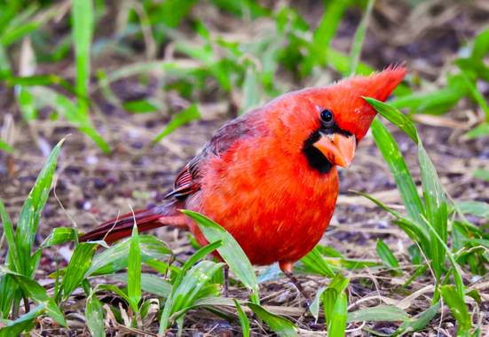 choyero40 en Hamelin: Fauna  (San José del Cabo), Cardinalis cardinalis (Linnaeus, 1758), Cardenal rojo #aves #cardenal #cardenalrojo #cardenalnorteño #fot...