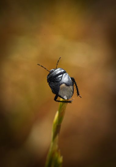 Olga.t.g76 en Hamelin: Fauna  (Mandayona), Cydnus aterrimus (Forster, 1771), #insectos #macro #insect #macro #macro_captures_ #macro_vision #macromood #mac...