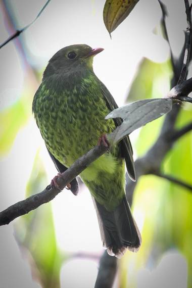 jhonathanmiranda1 en Hamelin: Fauna  (Tovar), Pipreola riefferii (Boissonneau, 1840), Hermosa Granicera

#aves21 #avesdevenezuela #birdsofvenezuela 