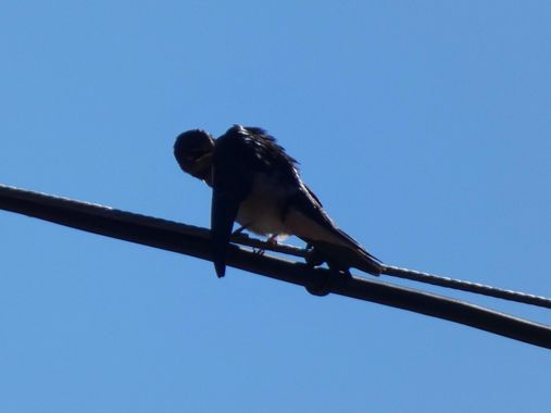 mariale en Hamelin: Fauna, Hirundo rustica Linnaeus, 1758, 📸 #marialemdza 
#aves #birds #pajaritos #pájaros 
#ComarcaDeBabia #ProvinciaDeLeón
#Naturaleza...