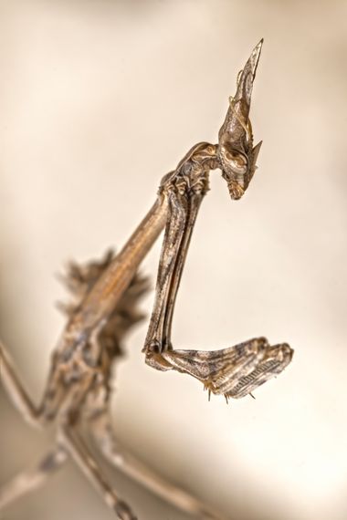 Ignicapillus en Hamelin: Fauna  (Carretera de Montoliu de Segarra a Gramuntell), Empusa pennata (Thunberg, 1815), 17 de septiembre 2023, salida macrera a C...