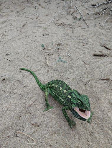Solerantonio2 en Hamelin: Fauna  (Níjar), Reptil