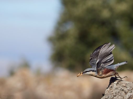 Miguelsantos_gf en Hamelin: Fauna  (Peñas de San Pedro), Sitta europaea Linnaeus, 1758, #trepadorazul #aves #fauna #faunaiberica 