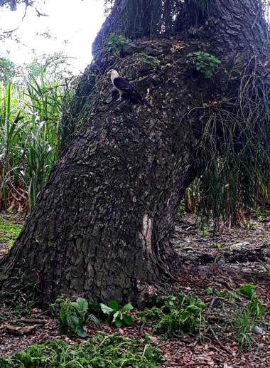 Yeso en Hamelin: Fauna  (Tuluá), #avescolombia 
