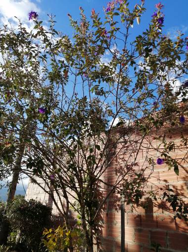 Lorenavallejo27 en Hamelin: Flora, Los árboles de flor morada me encantan #colombia #boyacá #Garagoa #mícasa