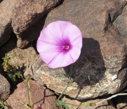 Solerantonio2 en Hamelin: Flora  (Níjar), Convolvulus althaeoides, Planta