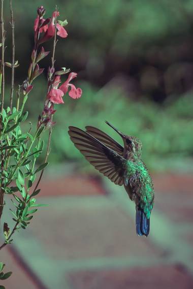 phjuaniito en Hamelin: Fauna  (Tandil), El #colibri puede mover sus alas hasta 100 veces en un segundo. Una maravilla de la naturaleza