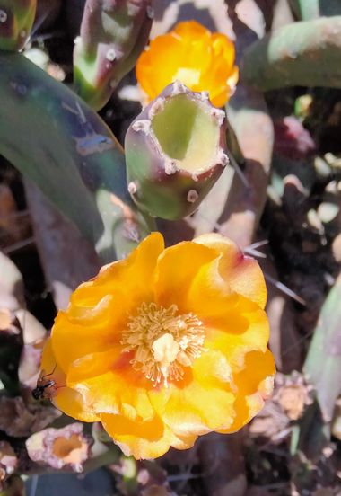 Solerantonio2 en Hamelin: Flora  (Paseo Marítimo de Ribera), Cactus