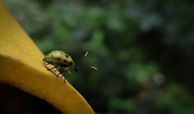 Michael_vinasco en Hamelin: Fauna  (Sevilla), #invertebrados #fauna