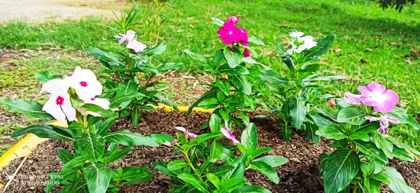 pastoressd en Hamelin: Flora  (Pitalito), Catharanthus roseus