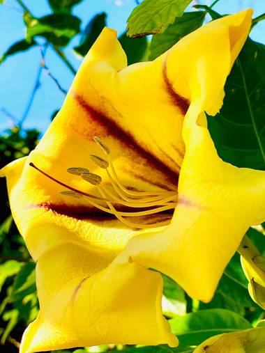 su en Hamelin: Flora  (Gelves), Solandra maxima, Flor grande 