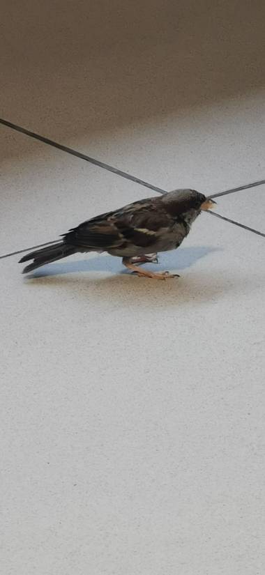 Codice722 en Hamelin: Fauna  (Benicarló), Passer domesticus (Linnaeus, 1758), #Aves21 gorrión comiendo macarrones, en restaurante de área de servicio