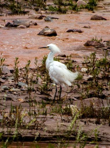 Manushrobles en Hamelin: Fauna  (Tilcara), Egretta thula (Molina, 1782), La única que s dejó fotografiar 
#aves #garza