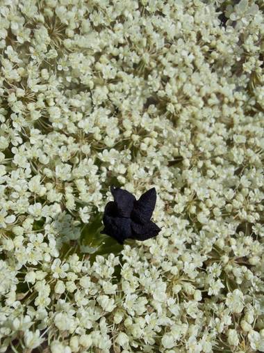 Apasnau75 en Hamelin: Flora  (Pizarra), Detalle de la umbela de florescencias blancas y la flor oscura en el centro con la que pudiera atraer a insectos.