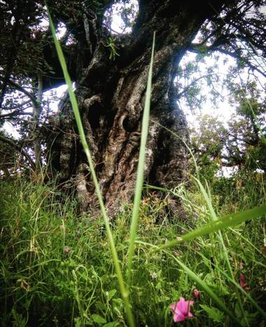 VickyOnTheRocks en Hamelin: Flora, #miscaminatas #bosque #garrofera #algarrobo #feelit #descanso #disfrutando
