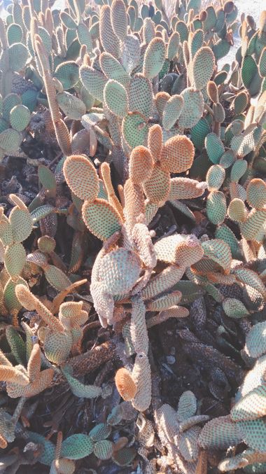Solerantonio2 en Hamelin: Flora  (Almeria), Opuntia microdasys, Chumbera