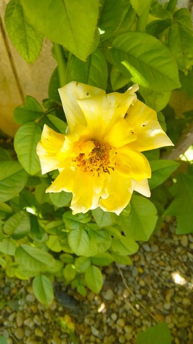 Solerantonio2 en Hamelin: Flora  (Almería), Planta