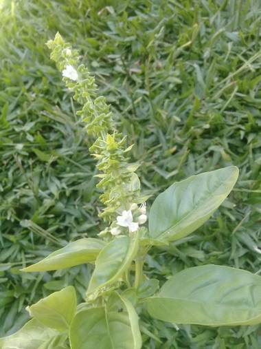 Supra3179 en Hamelin: Flora  (Chajarí), Ocimum basilicum, Un aroma increible, para la comida 