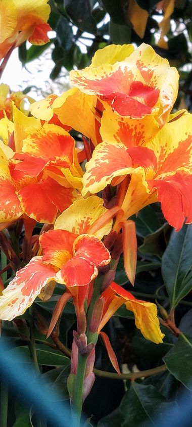 Mpinfante en Hamelin: Flora, # Achira, baranda de Mexico...