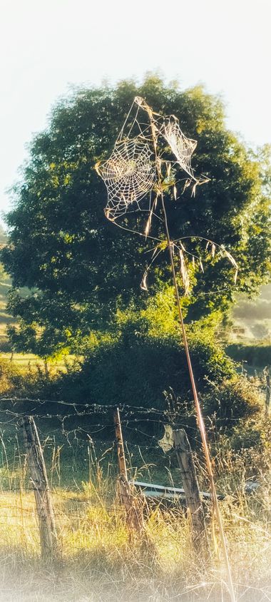 Sortueta en Hamelin: Fauna  (Castro-Urdiales), Nature Art 🕸️🕷️🖌️
