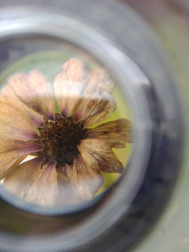 Marieladelcarmeng en Hamelin: Flora  (Colón), Flor serrana de la Reserva de Dique Azul en Agua de Oro, provincia de Córdoba, República Argentina #flora21