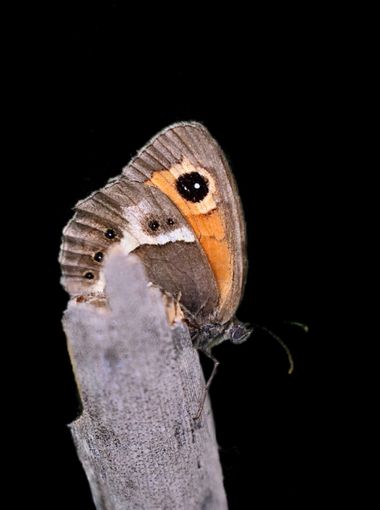 Beethovenzujo_86 en Hamelin: Fauna  (Murcia), Pyronia bathseba (Fabricius, 1793), El lobito listado

 #invertebrados #insectos #butterfly #butterflies #mar...