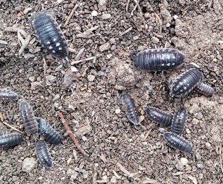 Solerantonio2 en Hamelin: Fauna  (Níjar), Insectos