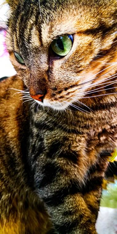 katica0202 en Hamelin: Fauna, Se llama Polo y es muy cariñoso.
#comoloveoyo😎
#mate10photography
#aprendiendo📷
#calicolombia 