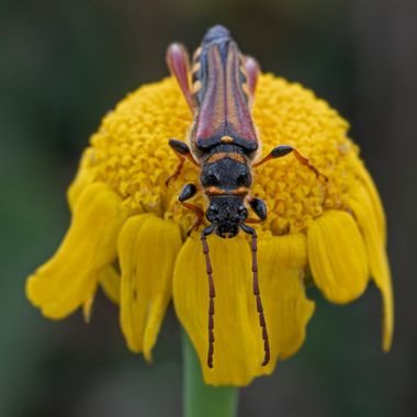 Ignicapillus en Hamelin: Fauna  (Montseny), Mayo del 2023; primera salida de macro de invertebrados de ese año. Un colega y yo recorrimos parte del macizo ...