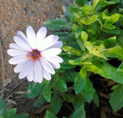 Solerantonio2 en Hamelin: Flora  (Almería), Planta