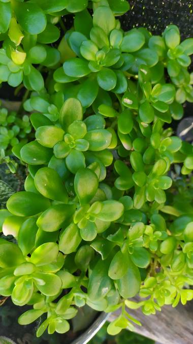 Morena clara en Hamelin: Flora, Sedum spathulifolium, 🥰🥰