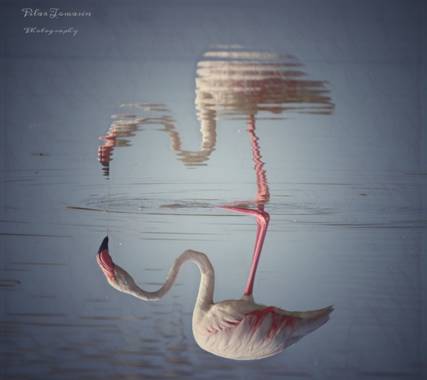 Yatoma66 en Hamelin: Fauna  (Santa Pola), Sólo  veo tu reflejo