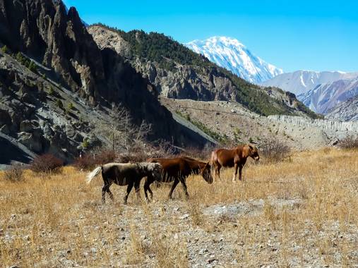 rqsalcedo en Hamelin: Fauna  (Tankimanang), Manang Nepal
Caballos salvajes
#invierno20 