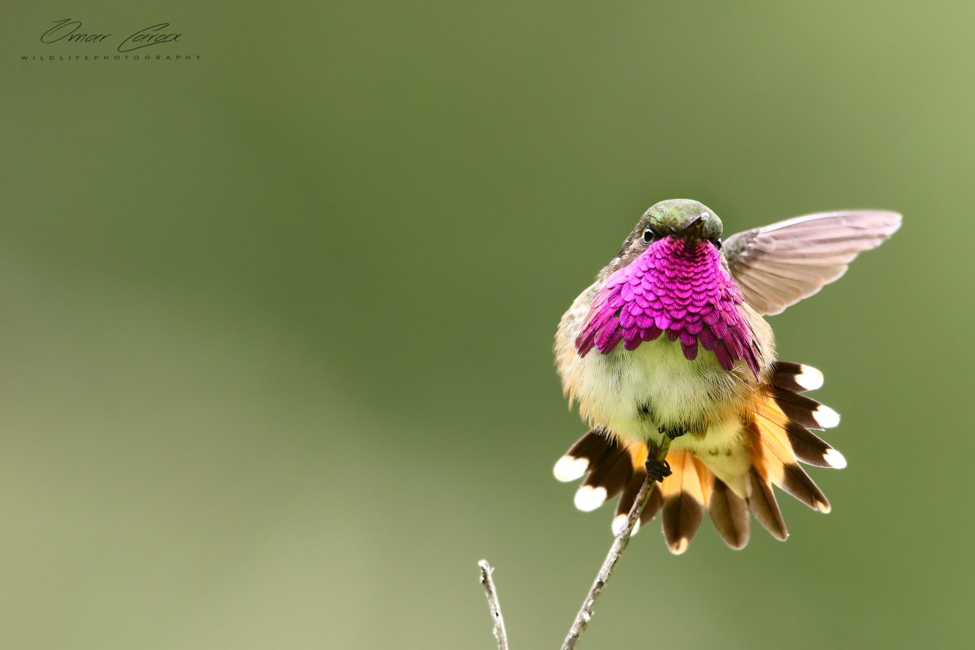 Fotografía ganadora de la semana