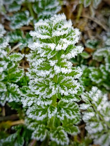 Nadia en Hamelin: Flora  (Alfoz de Lloredo), Lamium galeobdolon, #helada #frío #hielo