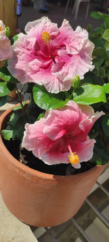 Carolinalozano0207 en Hamelin: Flora  (Hatonuevo), Flor tropical #cayenas