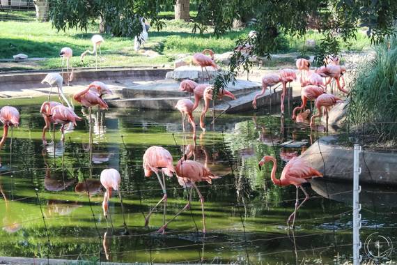 Conbyconv en Hamelin: Fauna  (Madrid), Phoenicopterus ruber Linnaeus, 1758, #aves21 