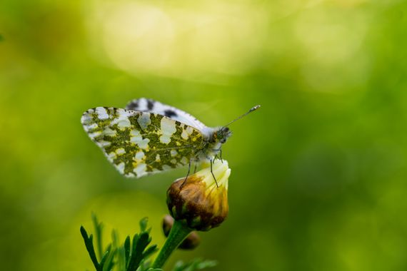 Leo Molinary en Hamelin: Fauna  (Peñón-Zapata-Molina), #insectos #insecto #mariposa 